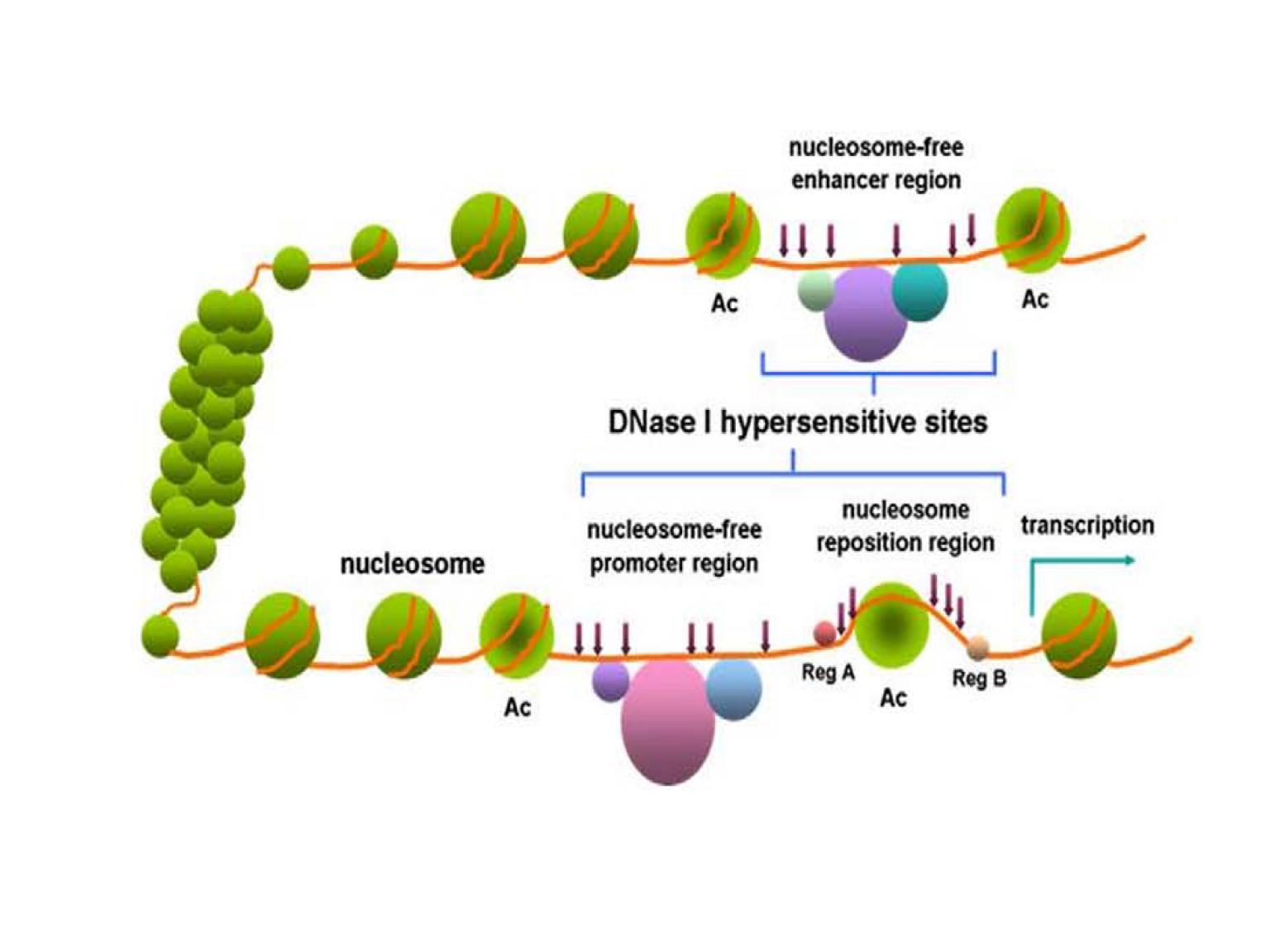 Figure 2. Open and closed chromatin.