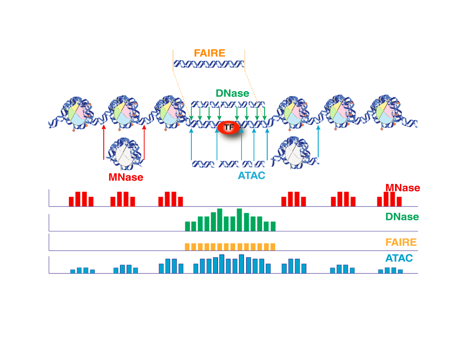 Figure 3. Signal features generated by different methods for profiling chromatin accessibility.