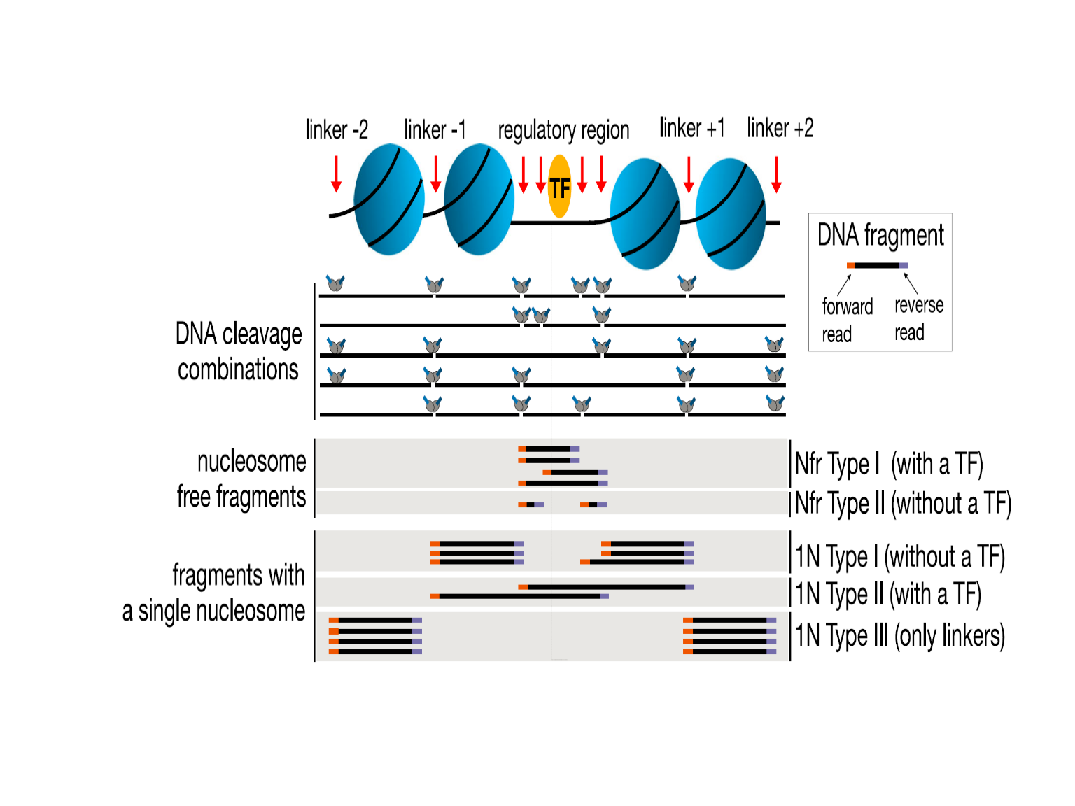Figure 6. Fragments generated by Tn5 tagementation in ATAC-seq.